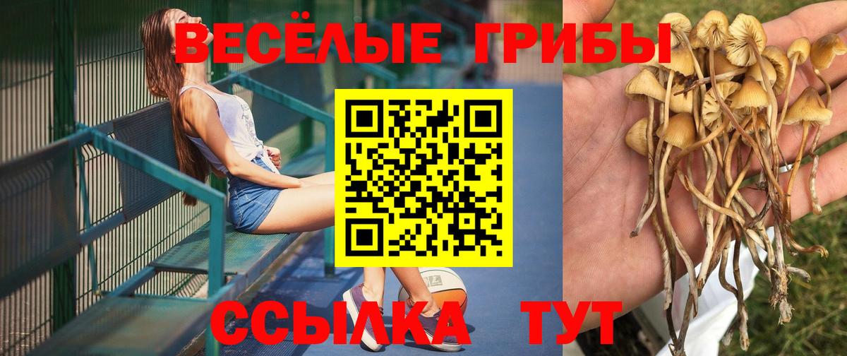 Курчалой  Псилоцибиновые грибы MAGIC MUSHROOMS  Вход с VPN 